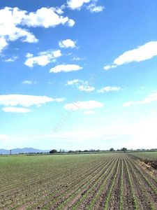 Arsa-Tarla