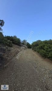 Arsa-Zeytinlik