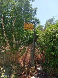 Arsa-Zeytinlik