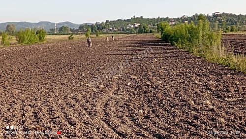 Arsa-Tarla