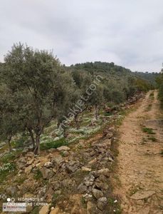 Arsa-Zeytinlik