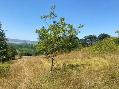 Arsa-Tarla