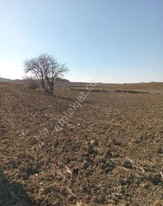 Arsa-Tarla