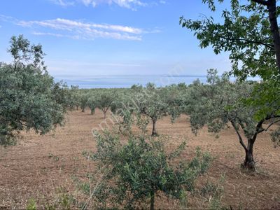 Arsa-Zeytinlik