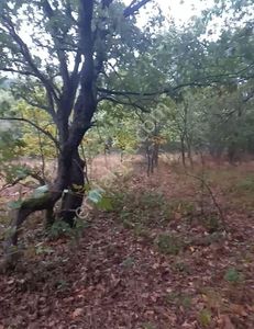 Arsa-Tarla