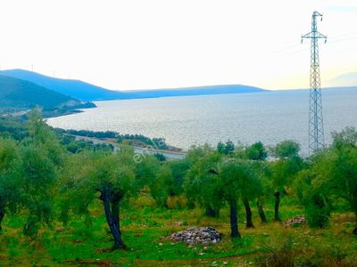 Arsa-Zeytinlik