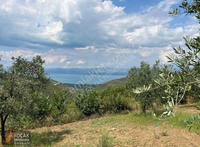 Arsa-Zeytinlik