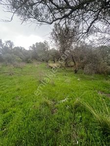 Arsa-Zeytinlik