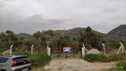Arsa-Zeytinlik