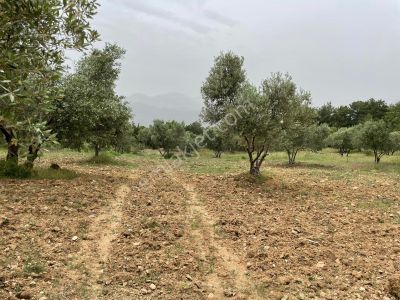 Arsa-Tarla