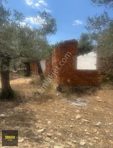 Arsa-Zeytinlik