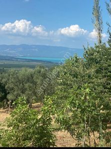 Arsa-Zeytinlik