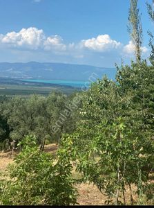 Arsa-Zeytinlik