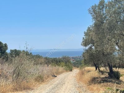 Arsa-Zeytinlik