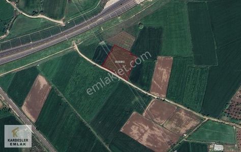 Arsa-Zeytinlik