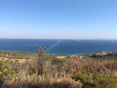 Arsa-Zeytinlik