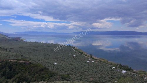 Arsa-Zeytinlik