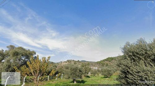 Arsa-Zeytinlik