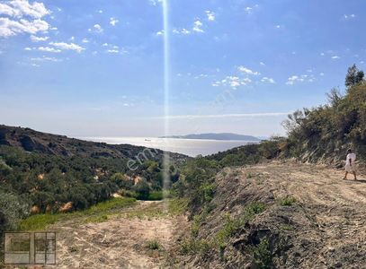 Arsa-Zeytinlik