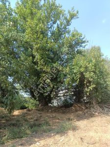 Arsa-Bağ & Bahçe