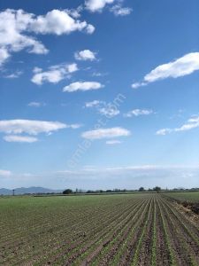 Arsa-Tarla