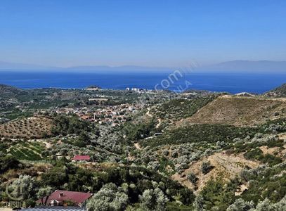 Arsa-Zeytinlik