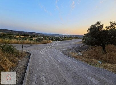 Arsa-Zeytinlik