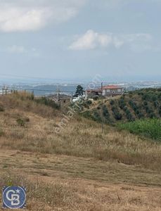 Arsa-Tarla