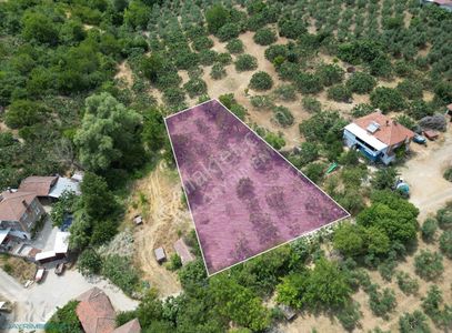 Arsa-Zeytinlik