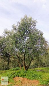 Arsa-Zeytinlik