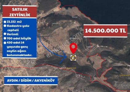 Arsa-Zeytinlik