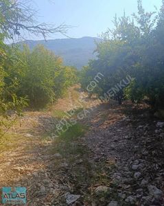 Arsa-Bağ & Bahçe