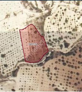 Arsa-Bağ & Bahçe