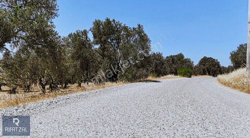Arsa-Zeytinlik