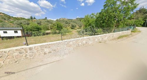 Arsa-Zeytinlik