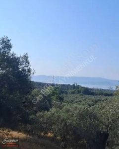 Arsa-Zeytinlik