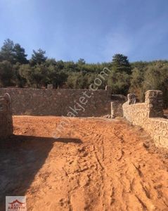 Arsa-Zeytinlik