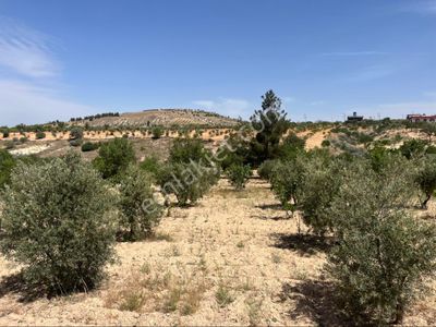 Arsa-Tarla