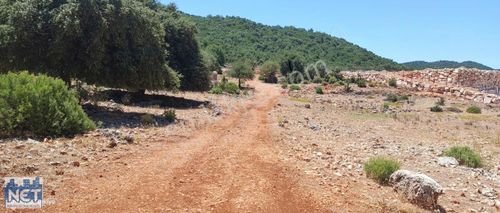 Arsa-Tarla