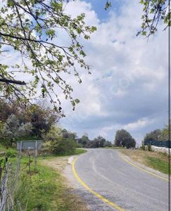 Arsa-Zeytinlik