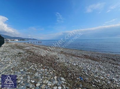 Arsa-Zeytinlik