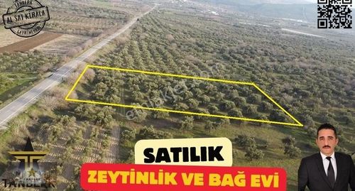 Arsa-Zeytinlik