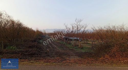 Arsa-Konut İmarlı