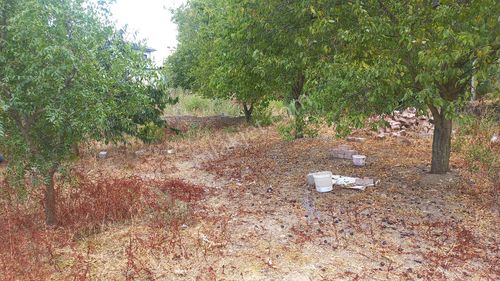 Arsa-Konut İmarlı