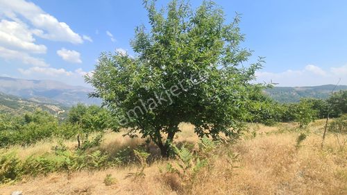 Arsa-Bağ & Bahçe