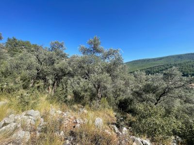 Arsa-Zeytinlik