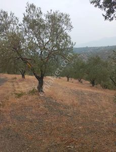 Arsa-Zeytinlik