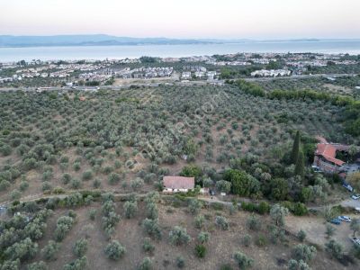 Arsa-Zeytinlik