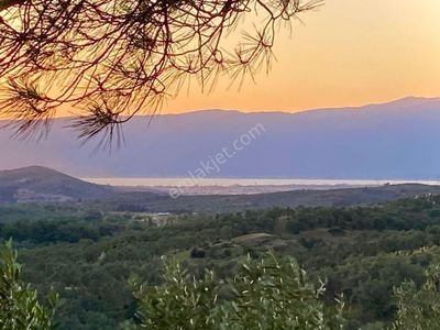 Arsa-Zeytinlik