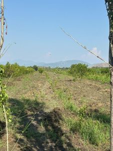 Arsa-Tarla